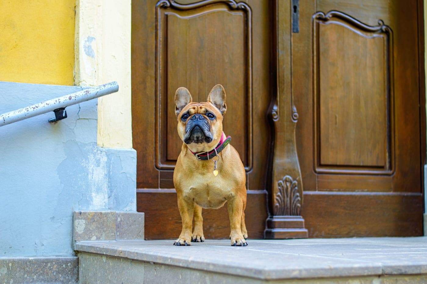 A small dog standing at the open front door of a house